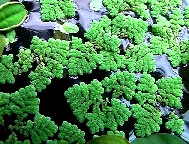 水生植物の育成環境を考える 室内の浮き草